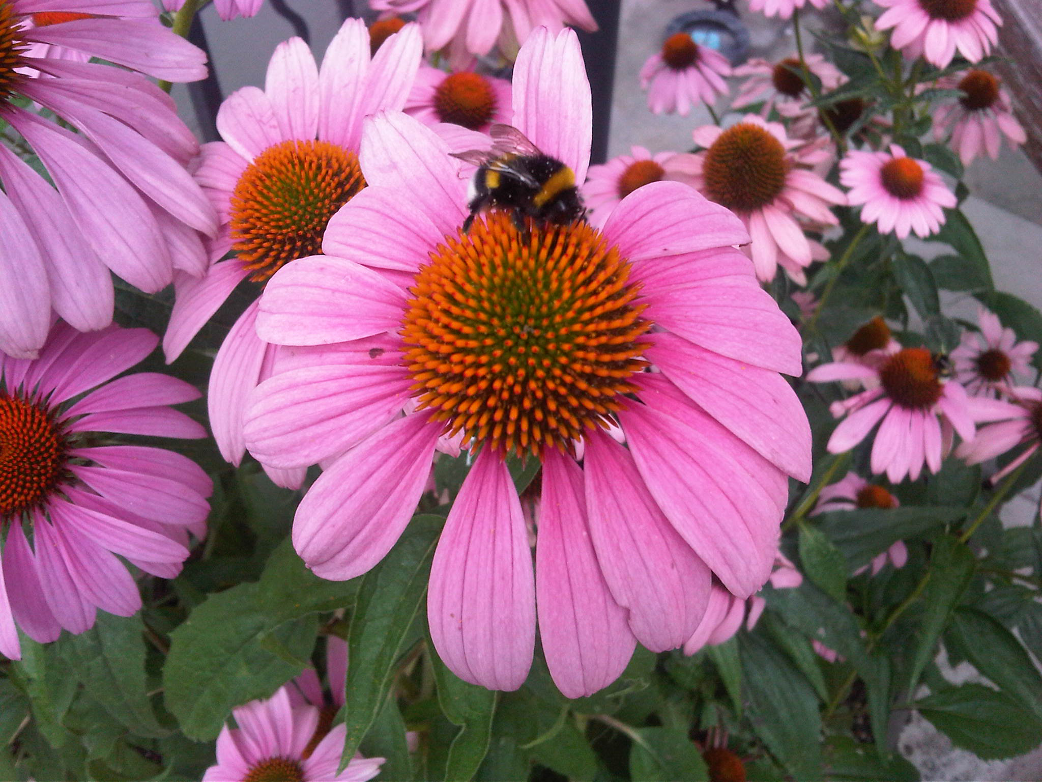 Echinacea coneflower with bumblebee